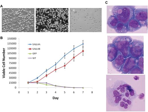 Figure 4. Overexpression of SALL4-immortalized 32D cells and blocks G-CSF–dependent differentiation. (A) SALL4-induced expansion of 32D cells proliferate after the removal of IL-3 and addition of G-CSF. Three days after the removal of IL-3 and addition of G-CSF to the growth media of the cells, the SALL4A- and SALL4B-induced cells continue to expand, whereas the GFP-induced cells exhibit a decrease in cell number. At 7 days, the SALL4A- (i, 20×) and SALL4B-induced (ii, 20×) cells continue to proliferate, whereas the control cells (iii, 20×) have undergone cell death. (B) Growth curves of SALL4-induced 32D cells cultured only with G-CSF. 32D cells were transduced with SALL4A, SALL4B, or GFP lentivirus and then cultured for 3 days in growth media containing IL-3. On the day 4, 15 000 cells were aliquoted from each group and placed in new growth media with G-CSF and without IL-3. Cell growth was monitored daily, and the viable number of cells in each group was recorded. In cells that were transduced with SALL4A, an 8-fold increase in the number of cells was observed from day 1 to day 7. Cells that were transduced with SALL4B exhibited a 7-fold expansion of cells. In contrast, cells that were only transduced with GFP and wild type (WT, no lentiviral infection) demonstrated a decrease in the number of cells over the same period with almost all the cells undergoing cell death by day 5. (C) Wright-Giemsa staining of 32D cells (100×). Morphology of 32D cells with IL-3 alone (iv), transduced with SALL4A with G-CSF (v), and with G-CSF alone (vi). Cells given IL-3 or transduced with SALL4A continue to demonstrate blastlike morphology (iv and v), whereas the cells not transduced with SALL4A and given G-CSF exhibit neutrophil morphology (vi).