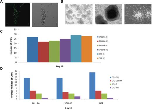 Figure 5. CFU assays of SALL4-transduced cells. (A) CFU progenitors are GFP-positive. HSC cells selected for CFU assays were GFP-positive, which verified that the cells were successfully transduced and overexpressing SALL4 (10×). (B) Various CFU colonies are able to differentiate from SALL4-induced HSCs. Aged SALL4-induced HSCs were plated in MethoCult and observed for CFU colonies. Numerous lineages were observed in CFU assays using the SALL4-induced HSCs, including CFU-GEMM, BFU-E, and CFU-GM colonies (10×). These data demonstrated that the aged HSCs transduced with SALL4 were capable of differentiating into different blood cell lineages. (C) Number of CFU colonies formed from SALL4-induced hematopoietic stem cells. The number of CFU colonies was counted 13-18 days after SALL4-induced or GFP-induced cells were cultured in CFU MethoCult media. The representative data from day 18 are shown. (D) Types of CFU colonies formed at day 18.