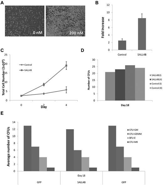 Figure 7. Human bone marrow CD34+ cells expand at a higher rate when treated with TAT-SALL4B protein. (A) Bright field images of CD34+ cells after 3 days of protein treatment (10×). (B) Fold increase and total cell number (C) of TAT-SALL4B–treated bone marrow cells versus control cells treated solely with BSA. (D) Number of CFU colonies formed from hematopoietic stem cells treated with TAT-SALL4B protein compared with unmanipulated CD34+ cells. (E) Types of CFU colonies formed after treatment with TAT-SALL4B protein.
