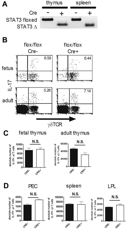 Figure 1. STAT3 is dispensable for the development of IL-17–producing γδ T cells. (A) γδ T-cell–specific disruption of the STAT3 gene in STAT3flox/flox Tie2-Cre mice. Genomic DNA was prepared from purified γδ T cells from the thymi and spleens of STAT3flox/flox (Cre−) and STAT3flox/flox Tie2-Cre (Cre+) mice and used for allele-specific PCR analysis. Floxed allele (STAT3 floxed, 350 bp) and disrupted allele (STAT3 Δ, 150 bp) are shown. (B-D) IL-17–producing γδ T cells in STAT3flox/flox (Cre−) and STAT3flox/flox Tie2-Cre (Cre+) mice. Single-cell suspensions of fetal (E16) and adult thymocytes (4 weeks old; B-C) or PEC, spleens, and LPLs (4 weeks old; D) from STAT3flox/flox (flox/flox Cre−) and STAT3flox/flox Tie2-Cre (flox/flox Cre+) mice were stimulated with PMA and ionomycin and analyzed for intracellular staining for IL-17. (B) Representative dot plots of intracellular staining for IL-17 in fetal (top panels) and adult (bottom panels) thymi are shown after gating on CD3+ cells. The number in the top right quadrant indicates the percentage of IL-17+ cells in γδTCR+ cells. (C-D) Absolute numbers of IL-17+ γδ T cells in each organ are shown. Data shown are the means ± SD of 5 mice. N.S. indicates statistically not significant between groups. Data are representative of 3 independent experiments.