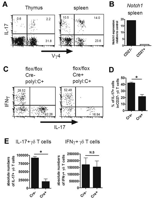 Figure 6. Important role of Hes1 in IL-17–producing γδ T cells in the periphery. (A) Vγ4+ IL-17–producing γδ T cells in the thymi and spleens of adult mice. Single-cell suspensions of thymocytes and splenocytes from adult mice (6 weeks old) were stimulated with PMA and ionomycin and analyzed for IL-17–producing cells. Representative dot plots are shown after gating on γδ TCR+ cells. (B) Sorted Vγ4+ CD27high and CD27low γδ T cells from spleens were analyzed for the relative expression of Notch1. Notch1 expression of CD27+ γδ T cells was set to 1. (C-E) Hes1 is selectively involved in IL-17 production by γδ T cells in the periphery. Splenocytes from HES1flox/flox (flox/flox Cre−) and HES1flox/flox MX1-Cre (flox/flox Cre+) mice (4 weeks old) were prepared 4 days after the last poly I:C injection. (C-D) IFN-γ and IL-17 production by Vγ4+ γδ T cells was analyzed after stimulation with PMA and ionomycin. (C) Representative dot plots are shown after gating on Vγ4+ γδ T cells. The numbers in the respective quadrants indicate the percentage of cells. (D) Percentage of IL-17+ cells within CD27− Vγ4+ γδ T cells are shown. Data shown are the means ± SD of 3 mice. (E) Absolute numbers of IFN-γ- or IL-17–producing Vγ4+ γδ T cells are shown. Data shown are the means ± SD of 5 mice. *P < .05. N.S. indicates statistically not significant between groups. Data are representative of 3 independent experiments.