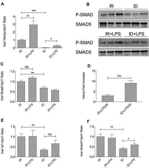Figure 3. LPS does not modify the BMP-SMAD pathway in ID and control mice. (A) Liver expression of hepcidin (Hamp) mRNA measured by TaqMan–qRT-PCR in 7-week-old mice (10 mice for each group). (B) Analysis of liver SMAD protein activation. Livers were dissociated as described in “Western blot analysis”; extracts were subjected to SDS-PAGE and Western blotted for phospho-SMAD1/5/8 and SMAD5 to normalize gel loading. A representative Western blot is shown. (C) Liver bone morphogenetic protein 6 (Bmp6) expression measured as in panel A. (D) Hamp fold-increase activation by LPS calculated as a ratio between the value of LPS-treated and untreated animals both in IR and ID mice. Liver inhibitor of DNA binding 1 (Id1; E) and Smad7 (F) mRNA expression measured by TaqMan qRT-PCR (10 mice for each group). Hypoxanthine phosphoribosyltransferase 1 (Hprt1) was used as the housekeeping gene to normalize gene expression. mRNA expression ratio was normalized to an IR mean value of 1. Error bars indicate SE; ns, not significant; *P < .05; **P < .005; and ***P < .0001.