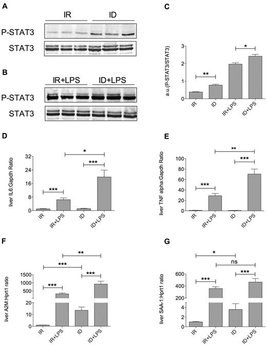 Figure 4. Iron deficiency induces a proinflammatory condition. (A-B) Analysis of liver STAT3 activation. Livers were dissociated as described and protein extracts were subjected to SDS-PAGE and Western blotted for phospho-STAT3 and STAT3 to normalize gel loading. A representative Western blot is shown. (C) The level of STAT3 phosphorylation was quantified by densitometric analysis of phospho-STAT3 normalized to STAT3. Hepatic expression of the inflammatory cytokines IL6 (D) and TNFα (E), measured by SybrGreen qRT-PCR, and of acute-phase proteins A2M (F) and serum amyloid A-1 (SAA-1; G), measured by TaqMan qRT-PCR (10 mice each group). Gapdh (SybrGreen qRT-PCR) or Hprt1 (TaqMan qRT-PCR) were used as housekeeping genes to normalize gene expression. mRNA expression ratio was normalized to an IR mean value of 1. a.u. indicates arbitrary unit. Error bars indicate SE; ns, not significant; *P < .05; **P < .005; and ***P < .0001.