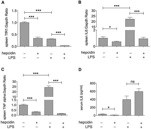 Figure 5. Hepcidin pretreatment blunts the LPS-mediated inflammatory response. TfR1 (A), IL6 (B), and TNFα (C) mRNA were analyzed by SybrGreen qRT-PCR in spleen macrophages isolated from ID mice pretreated with hepcidin (100 μg) or PBS before LPS injection (4 mice for each group). Gapdh was used as housekeeping gene to normalize gene expression. mRNA expression ratio was normalized to an ID (-hepcidin, -LPS) mean value of 1. (D) Serum IL6 levels were measured as described in “Serum IL6 levels” (4 mice for each group). Error bars indicate SE; *P < .05; and ***P < .0001.