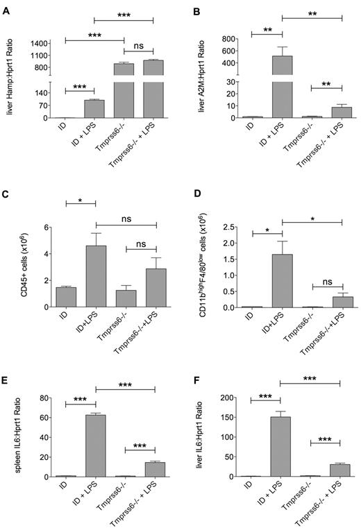 Figure 6. Decreased inflammatory response in Tmprss6−/− mice. Tmprss6−/− mice, maintained at a regular diet, and control littermates, fed an ID diet, were injected with LPS and then killed 6 hours later (3 mice for each group). Hepatic expression of hepcidin (Hamp; A) and A2M (B) analyzed by TaqMan qRT-PCR. Analysis of leukocytes recruitment (CD45+; C) and infiltrating macrophages (CD11b+/F4/80+; D) in liver of Tmrpss6−/− and control mice. Liver (E) and spleen (F) IL6 mRNA expression were analyzed by TaqMan qRT-PCR. Hprt1 was used as the housekeeping gene to normalize gene expression. mRNA expression ratio was normalized to an ID mean value of 1. Error bars indicate SE; ns, not significant; *P < .05; **P < .005; and ***P < .0001.