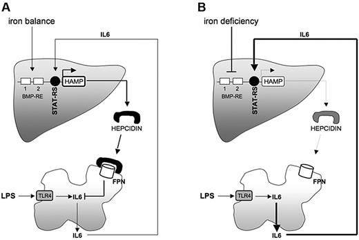 Figure 7. Iron deficiency controls the inflammatory response through modulation of hepcidin. Schematic representation of the proposed model. In normal conditions (iron balance; A), LPS, on binding TLR4, stimulates macrophages to produce inflammatory cytokines (IL6); hepcidin is up-regulated by STAT3 and released into the blood stream to control both iron recycling (not shown) and IL6 transcription in macrophages. In iron deficiency (B), hepcidin transcription is severely reduced. LPS injection activates macrophages to produce IL6. The IL6 production is exaggerated because of the lack of the hepcidin-mediated anti-inflammatory response. BMR-RE indicates bone morphogenetic protein–responsive element; STAT-RS, STAT3–responsive site; HAMP, hepcidin; FPN, Ferroportin; and TLR4, Toll-like Receptor 4.