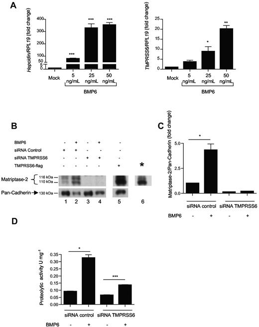 Figure 1. TMPRSS6 expression is induced by BMP6. (A) Hep3B cells were treated with 5, 25, and 50 ng/mL of human BMP6 for 16 hours and were analyzed for hepcidin and TMPRSS6 relative to RPL19 mRNA expression by quantitative real-time RT-PCR. The mean of 3 to 8 (depending of the dose) independent experiments is presented. Results are reported as the mean ± SEM for the fold change from mock, and significant changes represent the comparisons with mock. (B-C) Hep3B cells were transfected with siRNA control (5nM), siRNA TMPRSS6 (5nM), or TMPRSS6-FLAG (8 μg), and treated with 25 ng/mL of BMP6 for 48 hours. Cells were analyzed for matriptase-2 level relative to pan-cadherin protein by Western blot (B) followed by chemiluminescence quantification (C). (B) *A shorter exposure of lane 5 to better distinguish the 2 bands. (C) The mean of 3 experiments is presented, and results are reported as the mean ± SEM. (D) A total of 15 μg of protein from conditioned media of Hep3B cells transfected with siRNA control (5nM) and siRNA TMPRSS6 (5nM) and treated with BMP6 (25 ng/mL) for 48 hours were incubated with 666μM of N-(tert-butoxycarbonyl)-Gln-Ala-Arg-p-nitroanilide. Activity of matriptase-2 was assessed by measurement of the release of the dye p-nitroaniline during up to 20 minutes at a wavelength of 405 nm at 37°C using a spectrophotometer. The resulting activities (1 U corresponds to a release rate of 1 mmol of p-nitroaniline per minute) were measured in duplicate in 3 independent experiments. Results are reported as the mean ± SEM. (A,C-D) Significant changes are as follows: *P < .05; **P < .01; and ***P < .005.