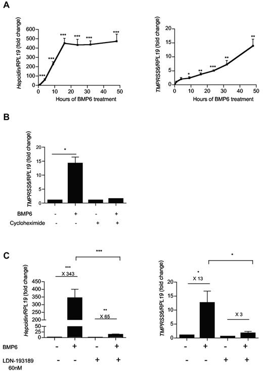 Figure 2. Regulation of TMPRSS6 mRNA expression in response to BMP6. Hep3B cells were treated with 25 ng/mL of BMP6 for several time points between 1 and 48 hours (A), and were analyzed for hepcidin and TMPRSS6 relative to RPL19 mRNA expression by quantitative real-time RT-PCR. (B-C) Hep3B cells received 10 μg/mL of cycloheximide (B) or 60nM of LDN-193189 (C) before BMP6 (25 ng/mL) treatment and were analyzed for gene expression relative to RPL19 mRNA expression by quantitative real-time RT-PCR. The mean of 6 (A-B) and 3 (C) independent experiments is presented. (B-C) Results are reported as the mean ± SEM for the fold change from mock (just before adding BMP6) and significant changes represent the comparisons with mock. Significant changes are as follows: *P < .05; **P < .01; and ***P < .005.