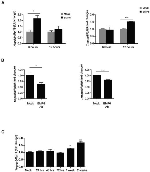 Figure 4. TMPRSS6 expression is up-regulated in vivo by BMP6 and chronic iron treatment. (A) Eight-week-old male C57BL/6 mice received an intraperitoneal injection of BMP6 750 μg/kg animal weight (BMP6, black bars) or vehicle alone (mock, gray bars; n = 3 per group) for 6 and 12 hours. (B) Eight-week-old male C57BL/6 mice received an intraperitoneal injection of neutralizing BMP6 antibody 15 mg/kg once a day for 1 week (n = 5 per group). (C) Seven-week-old male C57BL/6 mice were killed at time zero (baseline) or after initiation of a 2% carbonyl iron diet for 24 hours, 48 hours, 72 hours, 1 week, or 2 weeks (n = 6 per group). Tissues were analyzed for hepatic hepcidin and Tmprss6 relative to Rpl19 mRNA by quantitative real-time RT-PCR. Results are reported as the mean ± SEM for the fold change from mock and significant changes represent the comparisons with mock. Significant changes are as follows: *P < .05; and ***P < .005.