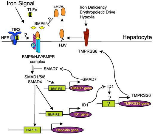 Figure 5. Schematic representation showing proposed role of TMPRSS6 regulation by the BMP6-SMAD signaling pathway and iron via ID1. We propose that, in addition to being stimulated by several signals that inhibit hepcidin, such as iron deficiency, erythropoeitic drive, and hypoxia, TMPRSS6 expression is also stimulated indirectly by the hepcidin activators BMP6 and iron. Stimulation by BMP6 and/or iron induces an increase of the BMP6-HJV-SMAD pathway activity, possibly through a mechanism involving HFE and transferrin receptor 2 (TFR2), leading to binding of SMAD complexes to BMP-responsive elements (BMP-REs) on the hepcidin promoter and up-regulation of hepcidin transcription. In parallel, BMP6-SMAD pathway directly up-regulates SMAD7 and ID1 transcription. ID1 induction leads to the up-regulation of TMPRSS6 expression. TMPRSS6 then serves as a negative feedback inhibitor of BMP-SMAD pathway activity and hepcidin expression by cleaving the BMP coreceptor HJV. Inhibitory SMAD7 can also act as a negative feedback inhibitor by blocking SMAD activation. By acting as negative feedback inhibitors, TMPRSS6 and SMAD7 are important to prevent excessive hepcidin increases in response to BMP6 and iron, thereby maintaining tight control of iron homeostasis. Abbreviations: BMPR indicates BMP receptor; TF-Fe, holotransferrin; sHJV, soluble hemojuvelin; and BMP-RE, BMP responsive element.