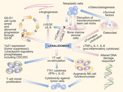 Proposed molecular and cellular targets of lenalidomide with potential relevance to human neoplasia. Lenalidomide's biologic effects include alteration of tumor cells' progression through the cell cycle, changes in the marrow microenvironment including disruption of the stem cell niche and inhibition of angiogenesis, variation in levels of inflammatory mediators and cytokines, and modification of immune cell subsets and immunologic activity. The most speculative of these mechanisms at present is perturbation of the DNA damage response, but recent studies have shown that lenalidomide treatment of multiple myeloma is associated with phosphorylation of p53, and expansion of p53-mutant clones may occur during treatment of lower-risk MDS. Modified from Kotla et al.11 Professional illustration by Paulette Dennis.