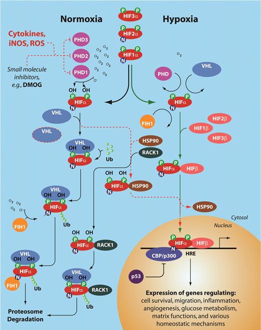 The complexity of HIF activation. This schema illustrates the numerous levels of regulation of the HIF pathway at both normoxia and hypoxia. The red dotted line indicates regulatory pathways for HIF stabilization and transcription of hypoxia-regulatable genes even at normal tissue oxygen. Note the 3 different prolyl hydroxylases, and 3 different HIF-α and HIF-β subunits. PHD indicates prolyl hydroxylase; HIF-α, hypoxia inducible factor α subunit; VHL, von Hipple Lindau protein; FIH, factor inhibiting HIFs; HIF-β, hypoxia inducible factor β subunit, or ARNT (aryl hydrocarbon receptor nuclear translocator); HSP90, heat shock protein 90; RACK1, receptor of activated kinase 1; p53, tumor suppressor protein 53; CBP/p300, CREB binding protein; and HRE, hypoxia regulatory element.