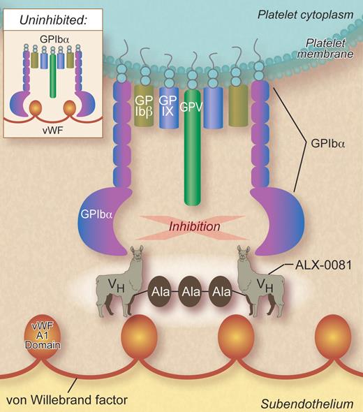The bivalent nanobody ALX-0081 inhibits von Willebrand factor (VWF) binding to platelet GPIbα by binding to the VWF A1 domain. VH indicates heavy chain variable domain; and Ala-Ala-Ala, alanine linker. Professional illustration by Debra T. Dartez.