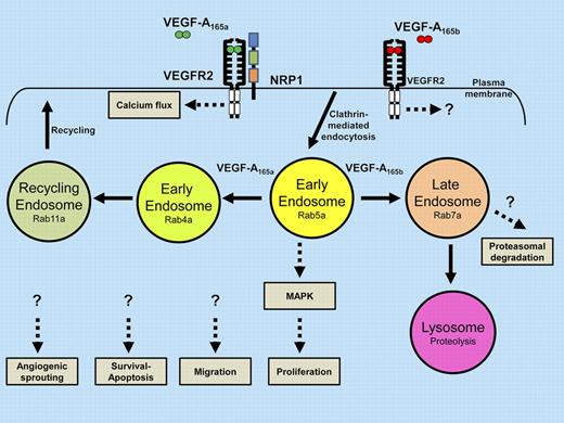 Alternative pathways of VEGFR2 signaling, trafficking, and proteolysis influence decisions on cell migration, proliferation, survival, apoptosis, and vessel sprouting.