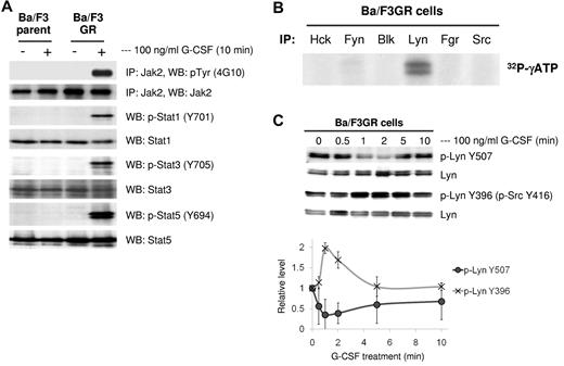 Figure 1. G-CSF treatment activates Lyn by the dephosphorylation of Lyn Tyr507 and phosphorylation of Lyn Tyr396. (A) Ba/F3 parent and Ba/F3GR cells were untreated or treated with 100 ng/mL G-CSF for 10 minutes; the whole cell lysates were prepared followed by immunoprecipitating Jak2, blotting with phospho-tyrosine, or by blotting with phospho-Stat1, Stat3, and Stat5, reprobing with anti-Jak2, Stat1, Stat3, and Stat5 antibodies. (B) Ten million cells were harvested from Ba/F3GR cells for each sample. The whole cell lysates were prepared and immunoprecipitated with anti-Hck, Fyn, Blk, Lyn, Fgr, and Src antibodies, respectively, kinase activity was determined by autophosphorylation in the presence of radio-labeled ATP, and the results showed that Lyn is the predominant Src kinase expressed in G-CSF receptor expressing Ba/F3 cells. (C) After 5 hours of IL-3 starvation, Ba/F3GR cells were stimulated with 100 ng/mL G-CSF for the indicated times and lysates were prepared to be blotted with anti-phospho-Lyn Tyr507 or anti-phospho Src Tyr416 (which detects phospho-Lyn Tyr396). The blot was stripped and reprobed to detect total Lyn. Three independent experiments were performed and representative data are shown (top panel). Densitometric analysis was performed from the 3 independent experiments and relative values are shown (bottom panel). Error bar denotes SE.
