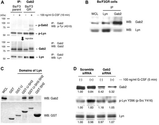 Figure 2. G-CSF–induced Gab2 association with Lyn. (A) Ba/F3GR and parental Ba/F3 cells were treated ± 100 ng/mL G-CSF for 10 minutes. Lysates were prepared, and proteins were immunoprecipitated with anti-Gab2 antibody. Blotting was performed with anti-phospho-tyrosine (4G10), Gab2, and Lyn antibodies. The phosphorylated double band protein is Lyn. (B) Coimmunoprecipitation assay showed that Gab2 associated with Lyn each other in BaF3GR cells. WCL indicates whole cell lysate. (C) GST pull-down results showed that SH3 domain of Lyn interacted with Gab2. Lane 1: WCL; lane 2: GST; lane 3: GST-unique domain of Lyn; lane 4: GST-unique-SH3 domain; lane 5: GST-unique-SH3-SH2 domain; lane 6: GST-SH2 domain. (D) Ba/F3GR cells were treated with either scrambled siRNA or siRNA against Gab2. Lysates were harvested at 24 hours and blotted for either total Gab2, phospho-Src Tyr416, and total Lyn. Numeric values are shown from densitometric analysis.