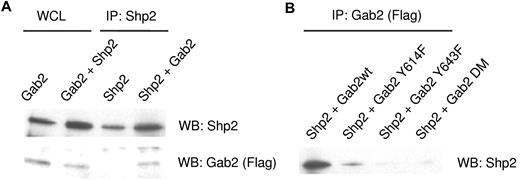 Figure 3. Gab2 associated with Shp2. (A) After transfection of HEK293 cells with Gab2 and Shp2, proteins immunoprecipitated with anti-Shp2 antibody were blotted for Gab2. (B) HEK293 cells were transfected with FLAG-tagged Gab2 wild-type (WT) and Y to F mutations at positions 614 or 643 or both (Gab2DM). After immunoprecipitation of Gab2, proteins were blotted for Shp2. The Western blot was stripped and probed for total Gab2 using the FLAG epitope antibody.