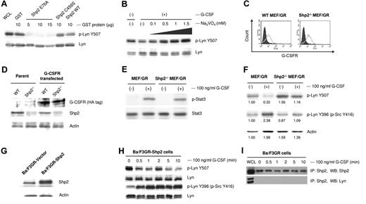 Figure 4. Lyn is a Shp2 substrate in vitro and in vivo. (A) Lyn protein was immunoprecipitated from IL-3–starved Ba/F3GR cells washed twice with lysis buffer and once with phosphatase buffer, then mixed with 10 μg of purified GST, GST-Shp2, GST-Shp2C459S, or 5, 10, or 15 μg of GST-Shp2E76A in 200 μL of phosphatase buffer. Western blotting was performed with anti-phospho-Lyn Tyr507 antibody and reprobed with anti-Lyn antibody. The results showed that activated form of Shp2E76A directly dephosphorylated Tyr507 of Lyn, whereas wild-type Shp2 and constitutively inactivated Shp2 C459S had no or weak ability to dephosphorylate Tyr507 of Lyn. (B) Ba/F3GR cells were starved of IL-3, pretreated with increasing concentration of phosphatase inhibitor Na3VO4 for 1 hour, and followed by stimulation with 100 ng/mL G-CSF for 5 minutes. Cell lysates were blotted with anti-phospho-LynY507 and reprobed with anti-Lyn antibody. (C) After transfection of MEF cells with HA-tagged G-CSFR, surface expression of G-CSFR was detected by flow cytometry; shaded histogram represents the staining with PE-conjugated-isotype antibody, gray outline represents the staining with PE-conjugated anti–human G-CSFR antibody. (D) The expression of HA-tagged human G-CSFR from wild-type and Shp2−/− MEF cell lysates was detected by Western blot. (E) G-CSFR signaling was reconstituted in wild-type and Shp2−/− MEF cells with the expression of G-CSFR by detection of the phosphorylation of Stat3. (F) Dephosphorylation of phospho-Lyn Tyr507 occurred in G-CSFR–expressing MEF cells in response to G-CSF, whereas it was impaired in G-CSFR–expressing Shp2−/− MEF cells. Numerical values are shown from densitometric analysis. (G) Shp2 (or empty vector as control) was stably transfected into Ba/F3GR cells, whole cell lysates were then prepared, and Western blot showed overexpression of Shp2 in Ba/F3GR cells. (H) Overexpression of Shp2 induced sustained dephosphorylation of phospho-Lyn Tyr507 and phosphorylation of Lyn Tyr396 in Ba/F3GR cells in response to G-CSF. (I) Proteins immunoprecipitated with Shp2 from G-CSF–treated Ba/F3GR cells were blotted for Lyn. Whole cell lysates (WCL) provided positive controls for Shp2 (top panel) and Lyn (bottom panel).
