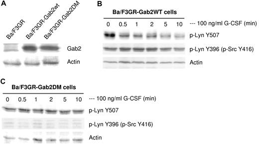 Figure 5. Functional association of Gab2 with Lyn. (A) Overexpression of Gab2 WT and Gab2 DM were detected by Western blot in Ba/F3GR cells. Comparable protein levels were demonstrated by blotting for actin (bottom panel). (B) Overexpression of wild-type Gab2 induced prolonged dephosphorylation of pTyr507 but not prolonged auto-phosphorylation of Tyr396 of Lyn in response to G-CSF. Blots were stripped and reprobed with actin to demonstrate comparable protein loading. (C) Overexpression of Gab2 with mutations of Shp2 binding sites did not change phosphorylation status of Tyr507 or Tyr396 (as detected by anti-phospho Src Tyr416 antibody) of Lyn in response to G-CSF.