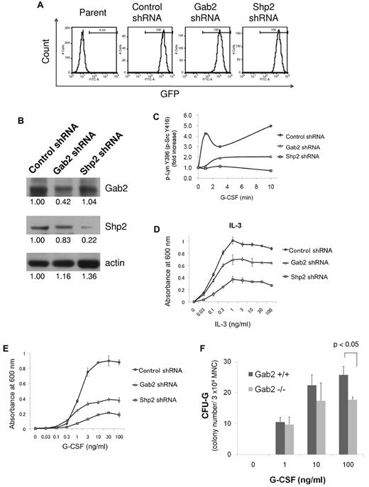 Figure 6. Hematopoietic Role of a GCSFR/Gab2/Shp2/Lyn pathway. (A) Ba/F3GR cells were transduced with lentiviral vectors containing GFP and either scrambled shRNA (control) or shRNA against murine Gab2 or Shp2. Flow sorting was performed for the GFP+ fraction. Results are shown. (B) Knockdown was confirmed by Western blotting for either Gab2 or Shp2 protein. Numerical values are shown from densitometric analysis. C) Lysates from G-CSF–stimulated Ba/F3 cells treated with control shRNA or shRNA to Gab2 or Shp2 were blotted for phospho-Src Tyr416 and total Lyn. Densitometric analysis was performed, showing a dramatic increase in phospho-Src Tyr416 (phospho-Lyn Tyr396) only in control shRNA cells. (D-E) MTT assay of Ba/F3GR cells treated with either IL-3 or G-CSF, demonstrating the functional importance of Gab2/Shp2 in proliferation. (F) Methylcellulose colony culture assays were performed on bone marrow mononuclear cells from Gab2−/− and their wild-type littermates. Bone marrow mononuclear cells (3 × 104) were seeded in methylcellulose containing different concentrations of G-CSF (0-100 g/mL). Colonies derived from colony-forming unit granulocyte (CFU-G) were scored on day 7. Error bar denotes SE (D-F).