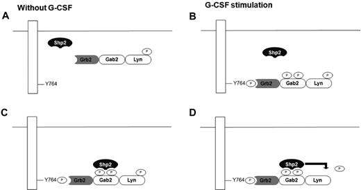 Figure 7. Proposed mechanism for Src activation by the G-CSFR through the recruitment of the tyrosine phosphatase Shp2 via the scaffolding protein Gab2. (A) Before engagement of the G-CSFR by ligand, Gab2 associates with phosphor Lyn Tyr507 through Gab2's polyproline motif interacting with Lyn's SH3 domain. Gab2 also interacts with an adaptor protein Grb2. (B) After G-CSF stimulation, tyrosine kinases such as Jak2 can phosphorylate the G-CSFR at sites such as Tyr764. The SH2 domain of Grb2 binds the G-CSFR, bringing the Gab2-Lyn complex to the receptor. (C) A tyrosyl phosphorylated form of Gab2 can then recruit Shp2 via the SH2 domain. (D) Shp2 can then dephosphorylate phosphor Lyn Tyr507, leading to Lyn's activation and autophosphorylation at the positive regulatory site Tyr396 (not shown).