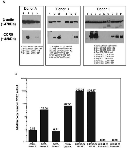 Figure 2. Western blot and quantitative PCR demonstrate that CCR5 protein and mRNA are only present in cells expressing surface CCR5. (A) Western blots of CCR5+ and CCR5− Sorted whole cell lysates. CD3+ T cells from the whole blood of 3 different donors were isolated and sorted by flow cytometry into CCR5− and CCR5+ populations. Lysates were made from the 2 populations, and CCR5 was detected by Western blot (band at ∼ 42 kDa). Lysates from parental and Hi-5 GHOST (3) cell lines were used as negative and positive controls, respectively. β-actin was used as a loading control for each lysate (band at ∼ 47 kDa). (B) CCR5 mRNA in CCR5+ and CCR5− sorted cells. Median copy number of CCR5 mRNA was normalized to median copy number of R18 mRNA, and values were multiplied by 1 000 000. Samples were run in duplicate for a given dilution, and all wells in range of the standard curve for a given sample were used to calculate the median values shown.