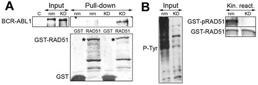 Figure 2. BCR-ABL1 interacts with RAD51 in a kinase-independent manner. BCR-ABL1 nonmutated (nm) and the kinase defective (KD) mutant were IVTT and analyzed by Western blotting with the use of anti-ABL1 (A, top left box) and antiphosphotyrosine (B, left box) antibodies to detect BCR-ABL1 and phosphotyrosine proteins (p-Tyr), respectively. IVTT products were incubated with GST-RAD51 in the kinase buffer supplemented with adenosine triphosphate. The presence of BCR-ABL1 in a GST-RAD51 pull-downs (A, top right box) and tyrosine phosphorylation of GST-RAD51 (B, top right box) was detected by Western analysis with the use of anti-ABL1 and antiphosphotyrosine antibodies, respectively. GST-fusion proteins were detected by Ponceau red staining (bottom boxes).