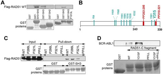 Figure 3. BCR-ABL1 SH3 domain interacts with RAD51 PPs. (A) GST fusion proteins containing the ABL1 SH3 + SH2, SH2, SH3, and SH3(P1013L) fragments were used for the pull-down assay along with cell lysates from BCR-ABL1–32Dcl3 cells expressing the Flag-RAD51 WT protein. RAD51 was detected by Western analysis (top boxes), and GST proteins were visualized by Ponceau red staining (bottom boxes). (B) Positions of tyrosine residues (Y) and PP in the RAD51 are marked. (C) Cell lysates from 293 cells expressing Flag-RAD51 WT and indicated mutants were used for the pull-down assay with GST and GST-ABL1 SH3 (GST-SH3) fusion protein. Flag-RAD51 was detected by Western analysis with the use of anti-Flag antibody (top box), and GST proteins were visualized by Ponceau red staining (bottom box). (D) GST-RAD51-C fragment containing amino acids 243 to 339 (WT) and the indicated mutants were used for pull-down with cell lysates from BCR-ABL1–32Dcl3 cells. BCR-ABL1 was detected by Western analysis with the use of anti-ABL1 antibody (top box), and GST proteins were visualized by Ponceau red staining (bottom boxes).