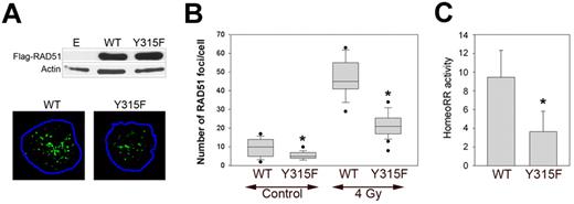 Figure 5. RAD51(Y315F) mutant displayed reduced nuclear foci formation and inhibited HomeoRR in BCR-ABL1-positive leukemia cells. (A) Top panel: Western blot showing the expression of Flag-tagged RAD51 proteins in BCR-ABL1–32Dcl3-pLB4 cells transfected with Flag-RAD51(WT) and Flag-RAD51(Y315F) expression plasmids or with empty (E) plasmid. Bottom panel: Cells were irradiated with 4 Gy; and 3 hours later, RAD51(WT) and RAD51(Y315F) nuclear foci were detected by immunofluorescence with anti-Flag antibody. Representative nuclei are shown; nuclei borders are marked in blue. (B) Data are number of Flag-RAD51(WT) and Flag-RAD51(Y315F) foci/cell ± SD in nonirradiated (Control) and 4 Gy-irradiated cells. *P < .001 versus corresponding WT group (Student t test). (C) HomeoRR activity in I-SceI transfected DsRed1-Mito+ cells. Data are percentage of G418-resistant clones ± SD. *P < .001 (Student t test).