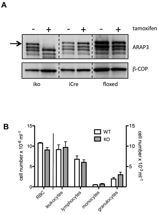 Figure 1. Arap3 is inducibly knocked out in neutrophils. (A) Bone marrow–derived neutrophils were isolated from femurs and tibias of tamoxifen- and mock-induced Arap3fl/flERT2Cre+ (iko), Arap3+/+ERT2Cre+ (iCre), and Arap3fl/fl (floxed) mice. Cells were boiled in sample buffer and proteins were separated by SDS-PAGE, transferred to PVDF membranes, and subjected to blotting using an anti-ARAP3 antiserum (ARAP3).10 Blots were reprobed using β-COP as a loading control (β-COP); 1 × 106 cells were loaded per lane. (B) Peripheral blood cells from tamoxifen- and mock-induced Arap3fl/flERT2Cre+ mice were analyzed using a Vet ABC animal blood cell counter. Data shown are pooled from 2 separate experiments (means ± SEM; n = 18).