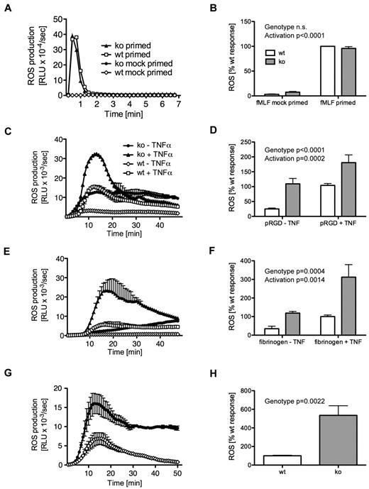 Figure 2. Increased adhesion-induced ROS production in ARAP3-deficient neutrophils. Bone marrow–derived neutrophils from tamoxifen- and mock-induced Arap3fl/flERT2Cre+ mice were prepared (A-B), primed with TNFα and GM-CSF or mock primed, and (all) preincubated with luminol as described in “ROS assays.” Cells (5 × 105) were plated into 96-well plates containing fMLF as a soluble stimulus (A-B) or plates that had been coated with polyRGD (C-D), fibrinogen (E-F), or a BSA–anti-BSA immune complex (G-H), and light emission was recorded using a Berthold Microluminat Plus luminometer. Data were recorded in duplicate and at least 3 independent experiments were performed. Data (mean ± range) from a representative experiment performed with cells from tamoxifen- and mock-induced Arap3fl/fERT2Cre+ mice are shown in panels A, C, E, and G. Data shown in panels B, D, F, and H represent accumulated light emission (mean ± SEM) from the pooled performed experiments (n = 3) expressed as a percentage of the response in mock-induced neutrophils of each particular experiment. Raw data were analyzed by 2-way ANOVA with Bonferroni post tests (B,D,F) and by t tests (Mann-Whitney; H).
