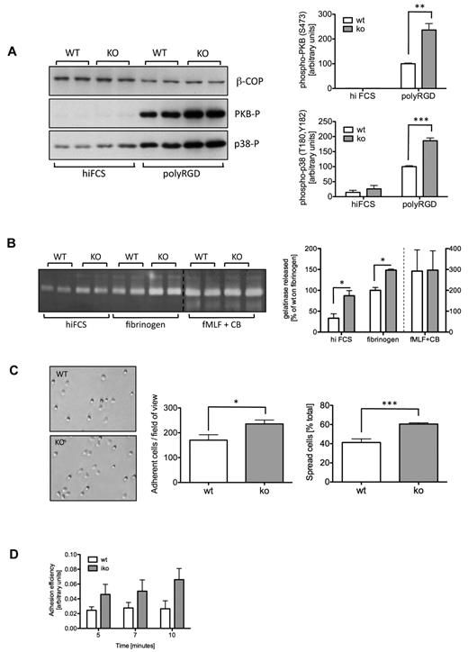 Figure 3. Integrin-dependent events are up-regulated in ARAP3-deficient neutrophils. (A) Integrin-dependent signaling. Bone marrow–derived neutrophils were prepared from mock (WT) and tamoxifen-induced (KO) Arap3fl/flERT2Cre+ mice. Cells (5×10−6) were left to adhere to hiFCS- or polyRGD-coated tissue culture plastic to induce intracellular signaling before being scraped into lysis buffer. Lysates were subjected to SDS-PAGE and immunoblotted for phospho-PKB (Ser473), phospho-p38 (Thr180 and Tyr182), and β-COP as a loading control. A representative blot is shown on the left. Blots were quantified using ImageJ v1.37 software, and pooled data from 3 independent experiments are plotted (top right, phospho-PKB; bottom right, phospho-p38), expressed as a percentage of the response obtained with mock-induced neutrophils plated onto polyRGD (data ± SEM). (B) Gelatinase granule release. Neutrophils were prepared as in panel A, and plated in wells that had been coated with hiFCS or fibrinogen in the presence of 20 ng/mL of TNFα. For a positive control, neutrophils were stimulated with 1μM fMLF in the presence of 10μM cytochalasin B (CB). Supernatants from all wells were used for zymography. Stained gels were quantified using ImageJ v1.37 software. A representative stained zymography gel is shown on the left. The positive control samples were not loaded immediately adjacent to adhesion-induced samples. For ease of viewing, the 2 parts of the gel were pasted here, as indicated by a dotted line. Pooled data from 3 independent experiments are plotted (data ± SEM) on the right. (C) Adhesion and spreading. Neutrophils were prepared as in panel A, and 5 × 106 cells were plated into 24-well plates that had been coated with 20 μg/mL of polyRGD, left to adhere for 10 minutes, and fixed. In washed plates, adherent (phase dark) and spread cells (phase light) were counted in 4 randomly chosen fields of view from each individual experiment, and the percentage of spread cells of total numbers was determined. Example photos are shown on the left; on the right are plotted data combined from 3 independent experiments (data ± SEM). Statistical analysis was by paired t tests performed on the raw data. *P < .05; **P < .01; ***P < .001. (D) Ex vivo flow chamber studies were performed with tamoxifen-induced Arap3fl/flERT2Cre+ (iko) and wild-type animals (wt) using microflow chambers (0.4 × 0.04 mm) coated with rmE-selectin (20 μg/mL), rmCXCL1 (15 μg/mL), and rmICAM-1 (15 μg/mL). Flow chambers were recorded for 10 minutes, and adhesion efficiency (adherent cells/mm2 × WBC) was calculated (data ± SEM; n = at least 5 chambers per group).