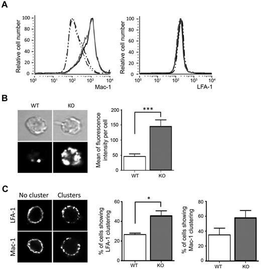 Figure 4. Higher affinity and avidity of β2 integrins on ARAP3-deficient neutrophils. (A) Surface Mac-1 and LFA-1 were analyzed by FACS from flushed bone marrow cells from mock- and tamoxifen-induced Arap3fl/flERT2Cre+ mice that had or had not been prestimulated with 20 ng/mL of TNFα at 37°C before being labeled with PE-conjugated anti-GR1, APC-conjugated anti–Mac-1, and FITC-conjugated anti–LFA-1. For FACS analysis, GR1-positive cells were gated and Mac-1 and LFA-1 staining was measured; results were analyzed using FlowJo v6.4.7 software. Cells from 27 tamoxifen- and mock-injected mice were analyzed in 5 separate experiments. Representative traces are shown. Gray lines represent cells from tamoxifen-induced and black lines from mock-induced Arap3fl/flERT2Cre+ mice; broken lines represent unstimulated samples and full lines TNFα-stimulated samples. (B) Binding of unstimulated, bone marrow–derived neutrophils from mock-induced (WT) or tamoxifen-induced (KO) Arap3fl/flERT2Cre+ mice to ICAM1-Fc in solution as a readout of affinity was measured by quantitative immunofluorescence using an FV1000 confocal microscope (Olympus) with a 60× objective, as detailed in “Analysis of β2 integrins.” Mean fluorescence intensity of 88 WT and 148 KO cells pooled from 3 separate experiments are plotted (right) and representative examples are shown (left). (C) Mac-1 and LFA-1 distribution in unstimulated neutrophils in suspension was visualized microscopically. Forty cells were analyzed for each condition in each of 3 experiments; representative examples are shown (left). Cells were scored for integrin clustering as a readout for high avidity status. Integrated values obtained from 3 separate experiments are shown graphically (see also supplemental Figure 3 for an analysis of integrin clustering using ImageJ v1.37 software). (B-C) Statistical analysis by paired t test. *P < .05; ***P < .001.