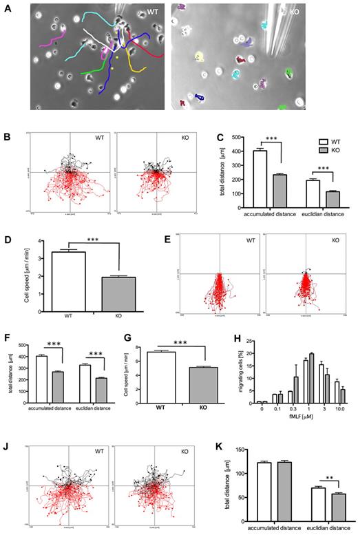 Figure 5. ARAP3 controls integrin-dependent chemotaxis. Bone marrow–derived neutrophils were prepared from mock-induced (WT) and tamoxifen-induced (KO) Arap3fl/flERT2Cre+ mice as detailed in “Neutrophil purification.” (A) Cells were allowed to adhere to glass-bottomed dishes before dishes were filled with buffer and a micropipette filled with 1μM fMLF in buffer was inserted. A slow, constant flow of fMLF was initiated using a microinjection system, and cell movements were followed by phase-contrast time-lapse imaging over 30 minutes, taking an exposure every 30 seconds using a Zeiss Axiovert 200 microscope with a 32× objective and Axiovision v3.0 software. The needle was moved away from the cells when they threatened to migrate into the micropipette and potentially block it (WT cells only). Individual cells were tracked using the manual tracking plug-in for ImageJ. The final images of representative videos containing the tracks are shown. For the WT cells, asterisks indicate previous positions of the micropipette tip. (B-D) Chemotaxis in Dunn chambers. Cells were allowed to migrate toward 300nM fMLF in Dunn chambers and their movements were recorded by time-lapse imaging using 5× magnification. (B) Pooled tracks of individual cells obtained from experiments carried out on 3 separate days with separate cell preparations were plotted using the Ibidi chemotaxis tool plug-in for ImageJ. The source of fMLF is at the bottom. The tracks were analyzed using the chemotaxis tool's statistics feature. Accumulated and Euclidean distances (C) as well as cell speed (D) of WT and KO cells are plotted (mean ± SEM). Data were analyzed using t tests (Mann-Whitney), and differences were found to be statistically significant (P < .001). (E-G) Neutrophils from mock-induced (WT) and tamoxifen-induced (KO) Arap3fl/flERT2Cre+ mice were used in chemotaxis assays in the EZ-TAXIS chamber. Cells were lined up at the bridge of an EZ-TAXIS chamber and allowed to migrate toward 3μM fMLF while being followed by time-lapse imaging using a BD pathway reflection microscopy system. (E) Cell movements were tracked and analyzed as for Dunn chamber chemotaxis; cell tracks from pooled cells tracked in 2 separate experiments are shown. (F-G) Tracks were analyzed using the statistical features of the Ibidi chemotaxis tool, and plotted results show pooled data from 3 experiments performed on separate days with separate cell preparations. Accumulated and Euclidean distances traveled by WT and KO cells (left) and their cell speeds were significantly different, as shown by t test (P < .001). (H) Transwell chemotaxis. Flushed bone marrow cells from tamoxifen- and mock-induced Arap3fl/flERT2Cre+ mice were placed in the top well of polycarbonate transwells with 3-μm pores. The bottom chambers contained the indicated concentrations of fMLF. Cells that migrated through the filters in 40 minutes were counted. Graph shows pooled data (mean ± SEM) obtained from 3 individual experiments performed on separate days with separate cell preparations. Stimulation with fMLF caused significant activation of chemotaxis (P < .0001), whereas there was no significant difference between WT and KO cells (P = .5098; 2-way ANOVA with Bonferroni post test). (J-K) Chemotaxis in a 3D collagen matrix. Bone marrow neutrophils from tamoxifen-induced (KO) and mock-induced (WT) Arap3fl/flERT2Cre+ mice were mixed with type I collagen in custom-made chambers. After allowing the collagen to polymerize, creating a 3 mg/mL matrix, gels were overlaid with 0.5μM fMLF and the chambers sealed. Gradients were allowed to develop and chemotaxing cells were followed by time-lapse imaging for 15 minutes, taking an exposure every 30 seconds. Cells were tracked through the frames using the manual tracking and chemotaxis tools plug-ins in ImageJ v1.37. The tracks in panel J represent pooled tracks from randomly chosen cells from 3 independent runs performed in one day. The graph in panel K represents the pooled accumulated and Euclidean distances traveled by the randomly tracked cells from 3 independent runs of WT and KO cells in experiments performed on 3 separate days with separate cell preparations (mean ± SEM). Data were analyzed using t test (Mann-Whitney); **P < .01.