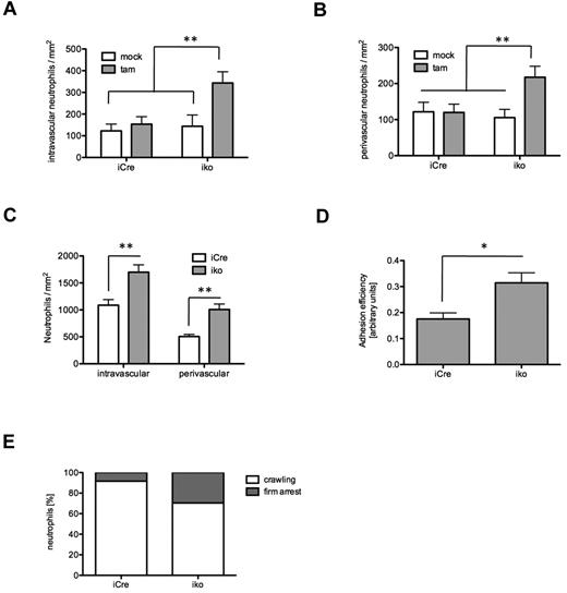 Figure 6. ARAP3 regulates neutrophil adhesion in vivo. Cremaster muscle experiments were performed on tamoxifen- and mock-induced Arap3fl/flERT2Cre+ (iko) and Arap3+/+ERT2Cre+ (iCre) bone marrow chimeras. Baseline levels of intravascular neutrophil adhesion (A) and neutrophil extravasation (B) were histologically evaluated in untreated, Giemsa-stained cremaster muscle whole mounts (13-17 vessels per group). (C) TNFα (500 ng intrascrotal)–stimulated neutrophil recruitment was assessed in cremaster muscle whole mounts of tamoxifen-induced Arap3+/+ERT2Cre+ (22 vessels in 3 animals) and Arap3fl/flERT2Cre+ mice (37 vessels in 4 mice) by quantification of intravascular and extravascular leukocytes 3 hours after injection. (D) Intravital microscopy of the TNFα-stimulated cremaster muscle was performed to assess adhesion efficiency—(adherent cells/mm2)/systemic WBC count—in postcapillary venules of tamoxifen-induced Arap3+/+ERT2Cre+ (11 vessels in 3 animals) and Arap3fl/flERT2Cre+ mice (18 vessels in 5 animals). (E) For evaluation of intraluminal crawling, time-lapse intravital microscopy of cremaster muscle venules (at least 3 mice per group) were recorded via CCD camera (20 frames per minute) and analyzed offline using the manual tracking plug-in of ImageJ. All data are given as means ± SEM. Data were analyzed using Kruskal-Wallis 1-way ANOVA on ranks with the Dunn post hoc test for multiple comparison or the Mann-Whitney rank-sum test for pairwise comparison. *P < .05; ** P < .01. (Detailed information on microcirculatory parameters of intravital experiments is provided in supplemental Table 1.)
