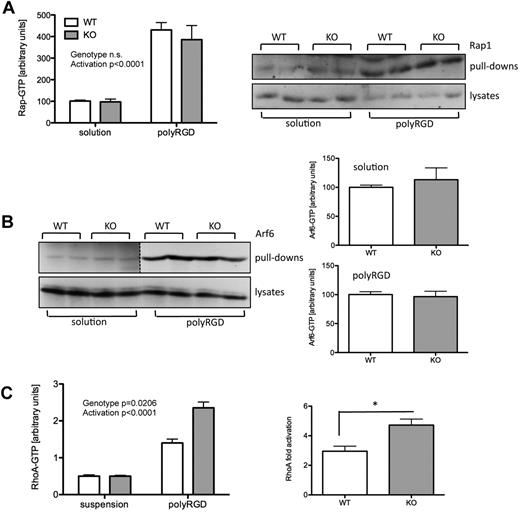 Figure 7. Assaying activities of small GTPases. Bone marrow–derived neutrophils were prepared from tamoxifen-induced (KO) and mock-induced (WT) Arap3fl/flERT2Cre+ mice. Neutrophils were or were not plated onto polyRGD. Ten minutes later, cells were lysed using ice-cold lysis buffer. (A-B) Clarified lysates were used for pull-down assays to determine GTP-bound fractions of small GTPases: Rap1 pull-downs using GST-Ral GDS beads are shown in panel A and Arf6 pull-downs using GST-MT2 beads are shown in panel B. After incubation of baits with lysate, beads were washed, boiled in sample buffer, and proteins were subjected to SDS-PAGE and immunoblotted using anti-Rap1 (A) and anti-Arf6 (B) antibodies. Graphs show pooled data (means ± SEM) obtained from 3 independent experiments. Photographs of representative experiments are shown. Two different exposure lengths of the same blot are shown in the Arf6 pull-down panel because there was a large difference between unstimulated and stimulated samples (dotted line). For the same reason, the 2 conditions were quantified independently. (C) Clarified lysates were used for RhoA G-LISA assays. To allow comparison of 4 independent experiments, suspension readings were equalized (left graph). Statistical analyses were carried out with the raw data using 2-way ANOVA with Bonferroni post tests or paired t tests for pairwise comparisons. *P < .05.