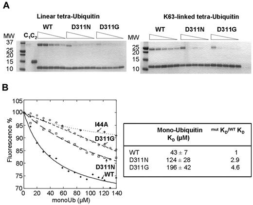 Figure 3. K63-linked, linear polyubiquitin, and monoubiquitin binding of the D311N and D311G CC2-LZ domains. (A) Pull-down activity of His-tagged CC2-LZ WT, D311N, and D311G mutants for linear (left) and K63-linked (right) tetraubiquitin chains. His-tagged CC2-LZ WT, D311N, and D311G mutants were incubated for 1 hour at a concentration of 8μM with various concentrations of linear (7μM, 2μM, 1μM, 0.5μM, and 0.25μM) or K63-linked tetraubiquitin chains (3.5μM, 1.7μM, 0.9μM, 0.7μM, and 0.4μM). After 3 washes, the amount of bound tetraubiquitin chains was determined by Coomassie staining followed by densitometry. C1 and C2 indicate controls with beads alone and immobilized with a His-tagged protein control, respectively (both represent nonspecific ubiquitin binding); MW, molecular weight (in kilodaltons). (B) Fluorescence titration of F312W, F312W/D311N, and F312W/D311N mutants (10μM) in the presence of monoubiquitin (mono-Ub) or I44A monoubiquitin. Lines represent the fit to each binding curve, giving the affinity (Kd) or the relative affinity with respect to the WT (mutKD/WTKD) for mono-Ub (right panel).