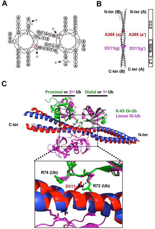 Figure 7. Crystal structures of the NEMO CC2-LZ domain. (A) Helical wheel representation of the NEMO CC2-LZ structure, starting from residue A288 at position a and ending at residue R319 at position a. The residues A288 and D311 are shown in red and purple, respectively. (B) Cartoon representation of the entire NEMO CC2-LZ structure showing domain organization (residues 258-344). Residues A288 and D311, which are located in the CC2 and NOA-LZ domains, respectively, are shown as ball and stick representations. CC2 indicates coiled coil 2; NOA, ubiquitin-binding site; and LZ, leucine zipper. (C) Structural comparison of the CC2-LZ domain in complex with a K63-linked diubiquitin chain (Di-Ub; green) or a linear diubiquitin chain (magenta). Ub indicates ubiquitin. The superimposition was achieved by Ca alignment of residues 300-322 (RMSD: 0.603 Å). NEMO helices in the complex with linear diubiquitin are shown in blue, whereas those in complex with K63-linked diubiquitin are shown in red. (Bottom) Zoom view of the NOA ubiquitin-binding site showing the interaction between the D311 residue and the R72 residue located in the distal ubiquitin C-terminal tail. In both complexes, the D311 side chain of NEMO forms a specific intermolecular salt bridge with the R72 side chain of the K63-linked (green) or linear (magenta) diubiquitin linker.