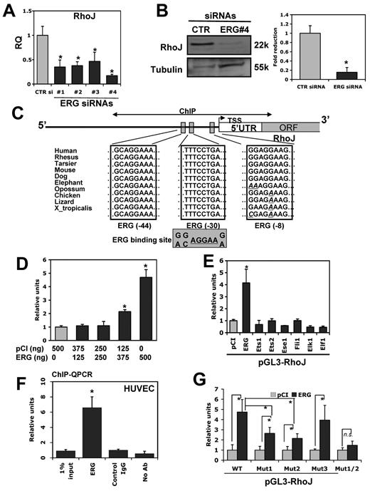 Figure 2. RhoJ is a novel target of ERG that is implicated in EC lumen formation. HUVECs were transfected with indicated siRNA (40 nmol/L). After 48 hours of incubation, RNA was extracted for QPCR. (A) Evaluation of RhoJ expression at the RNA level in ERG siRNA–treated HUVECs. HUVECs were transfected with ERG siRNA 1-4 or nontargeting control siRNA (40 nmol/L). The mRNA levels of RhoJ within the same samples were assessed by QPCR using specific primers for RhoJ. TATA-box binding protein was used as internal control for normalization (n = 3). *P < .05. (B) Cell extracts were prepared from HUVECs transfected with either nontargeting control siRNA or ERG siRNA 4 (40 nmol/L). Equal amounts of total proteins were separated on PAGE gel. Protein levels of RhoJ and the loading control tubulin were determined by Western blot analysis. Representative Western blot analysis shows protein bands of RhoJ and tubulin. Quantitation was done by densitometric analysis (n = 3). *P < .05. (C) Schematic diagram of ERG-binding sites within the proximal promoter of the RhoJ gene. The 1.3-kb upstream promoter region of RhoJ was analyzed for putative ERG-binding site based on the known ERG consensus-binding site derived from previously characterized ERG target genes. Blue boxes indicate the putative ERG-binding sites. The bidirectional arrows marked the target regions for ChIP assays. (D-E) HUVECs were cotransfected with RhoJ promoter luciferase reporter and pCI expressing vector encoding indicated cDNA for selected ETS factors or the empty vector. After 24 hours of incubation, cells were lysed and cell lysates were analyzed for luciferase activity. The data are shown as relative luciferase activity compared with cotransfection with empty expression plasmid. (F) ChIP assay of the proximal RhoJ promoter using HUVECs. An ERG polyclonal Ab was used to precipitate the cross-linked DNA. QPCR analysis of the input in the absence of any IgG (no-Ab) and in the presence of nonspecific normal IgG (control IgG) or ERG antibody (ERG) after immunoprecipitation (IP) was performed using PCR primers corresponding to the region encoding 3 ERG putative binding sites within the proximal RhoJ promoter. The data are presented relative to control IgG. (G) Promoter transactivation assays were repeated by cotransfecting pCI-ERG with either RhoJ mutants or the wild-type promoter. The results are shown relative to control pCI-treated samples (n = 3). *P < .05.