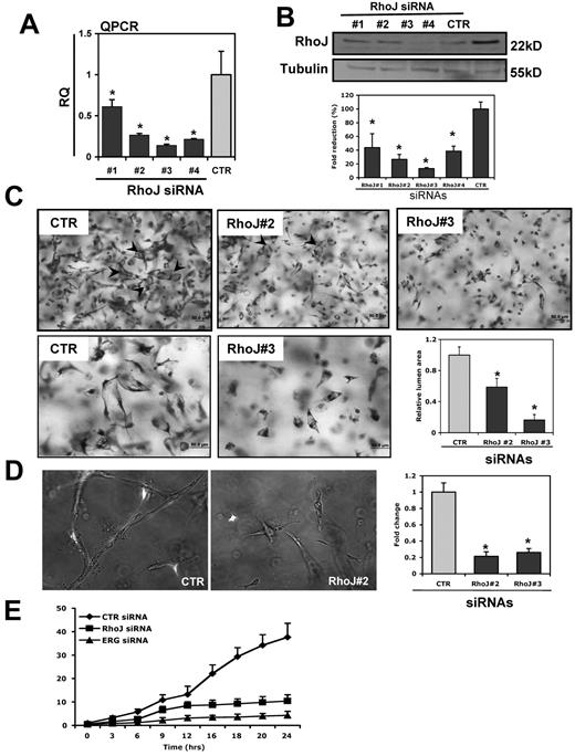 Figure 3. RhoJ knock-down blocks EC lumen formation. (A-B) The ability of RhoJ siRNA to repress RhoJ expression. HUVECs were transfected with various RhoJ siRNAs (siRNAs 1-4; 40 nmol/L) or a control siRNA (CTR). After incubation for 48 hours, RhoJ expression was assessed by QPCR using RhoJ-specific primers (A) or by Western blot analysis using anti-RhoJ antibody (B). Tubulin was used as a loading control. Quantitation was done by densitometric analysis (n = 3). *P < .05. (C) ECs were treated with RhoJ siRNAs 2 and 3 (40 nmol/L). After incubation for 24 hours, cells were seeded as single cells in 3D collagen type I matrices for 24 hours before preparation of fixation, staining, and photography. EC lumenal areas were quantitated using Metamorph software. Data shown are presented as values of normalized lumen area per high powered field relative to control samples ± SD, n = 20, *P < .01. Representative images of both lower- (top) and higher-powered (bottom) from lumen formation in siRNA-treated ECs are shown. Arrows indicate EC lumens. (D) RhoJ (siRNAs 2 and 3) or control siRNA (40 nmol/L) transfected HUVECs were seeded in 3D collagen matrices in the presence of pericytes to undergo tube morphogenesis as described above. Green colored cells are pericytes. Quantitation of relative vessel area was done on RhoJ suppression versus control conditions. Data shown are presented as normalized values of lumen area per high powered field relative to control treatment ± SD, n = 20, *P < .01. (E) Temporal analysis of EC tubulogenesis following siRNA suppression of ERG and RhoJ. ECs were first treated with control (CTR), ERG siRNA 4 and RhoJ siRNA 3 (40 nmol/L). After 24 hours of incubation, the lumen area was quantitated over 24 hours from time-lapse videos (see supplemental Videos 1-4). Data are shown as average EC lumenal area per high powered field relative to control ± SD, n = 5, P < .01.