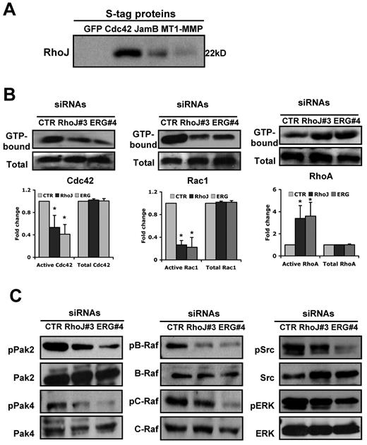Figure 6. ERG and RhoJ siRNA knock-down markedly inhibit Rac-1 and Cdc42 Rho GTPase activation, whereas RhoA activation is strongly increased during EC lumen formation in 3D collagen matrices. (A) ECs were infected with recombinant adenoviruses carrying S-epitope–tagged GFP-Cdc42, JamB, and MT1-MMP or GFP as a control. EC cultures in 3D matrices were prepared and after 16 hours, lysates were prepared and incubated with S-protein beads. Beads were eluted with SDS-PAGE sample buffer and samples were run on gels and Western blots probed with antibody against RhoJ. (B) Cultures were established as described in “Methods,” and after 16 hours, detergent lysates were prepared to assess the degree of Cdc42, Rac1, and RhoA activation. Starting material lysates and the eluates from the Pak and Rhotekin beads were assessed by Western blots using anti-Cdc42, anti-Rac1, and anti-RhoA antibodies. Representative images are shown (additional ones are included in supplemental Figure 5B). Quantitation was done by densitometric analysis (n = 3). *P < .01. (C) ECs were treated with the indicated siRNAs (40 nmol/L) for ERG and RhoJ, and 24 hours later, were seeded within 3D collagen matrices to undergo morphogenesis. After 24 hours of culture, EC lysates were prepared and analyzed for the indicated molecules. In each case, we analyzed for phosphorylated kinases as an indicator for kinase activation, as well as the total levels of each kinase.
