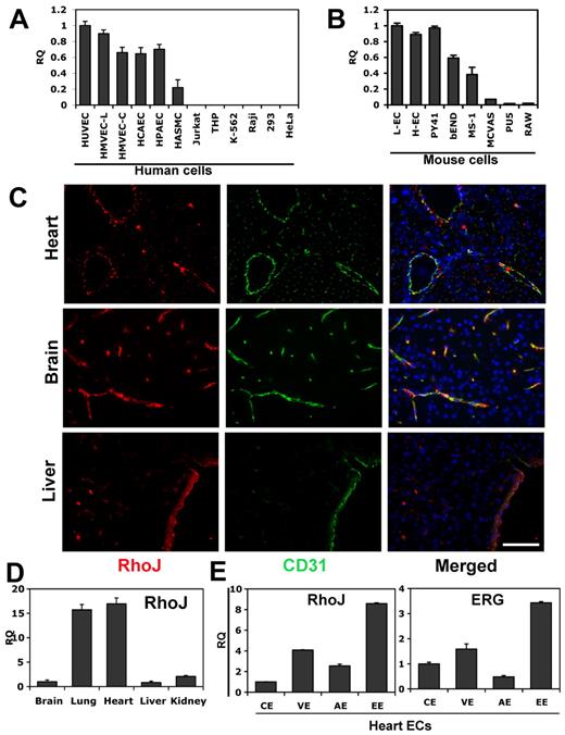 Figure 7. RhoJ expression is highly enriched in ECs. RNA was extracted from different cell types and QPCR was performed using RhoJ-specific primers (n = 3). (A) RhoJ expression in human ECs and non-ECs. The results are shown relative to HUVECs. Cells used include human ECs: HUVECs, HMVEC-Ls (human lung microvascular ECs), HMVEC-Cs (human cardiac microvascular ECs), HCAECs (human coronary artery ECs), HPAECs (human pulmonary artery ECs) and human non-ECs: HASMCs (human aortic smooth muscle cell ECs), Jurkat, THP, K-562, Raji, 293, and HeLa cells. (B) RhoJ expression in mouse ECs and non-ECs. Cells used include mouse primary ECs isolated from mouse lung (L-ECs) and heart (H-ECs), and the mouse EC cell lines MS-1, bEnd, PY41, and non-EC cell lines MCVAS (mouse smooth muscle cell), PU5, and RAW. The results are shown relative to L-ECs. (C) Representative images of immunofluorescent staining of RhoJ in mouse brain, liver, and heart. Tissues represent frozen sections stained for RhoJ (red), CD31 (green), or DAPI (blue). Magnification 40×. Scale bar indicates 75 μm. (D) Examination of RhoJ expression in mouse tissues. RNAs were extracted from a variety of mouse tissues. cDNA were prepared from RNAs and used in QPCR. RhoJ expression was analyzed using RhoJ-specific primers and normalized against TBP (n = 3). The data are shown relative to brain. (E) Mouse heart was collected and sectioned, followed by H&E staining. ECs from different vascular beds were isolated using laser capture microdissection LMD. RNA was extracted and gene expression of RhoJ and ERG was analyzed by QPCR using specific primers. The data are presented as a ratio compared with VE-cadherin to normalize the EC numbers captured in LMD. EE indicates endocardial ECs; VE, venule ECs; AE, artery ECs; and CE, capillary ECs (n = 3).