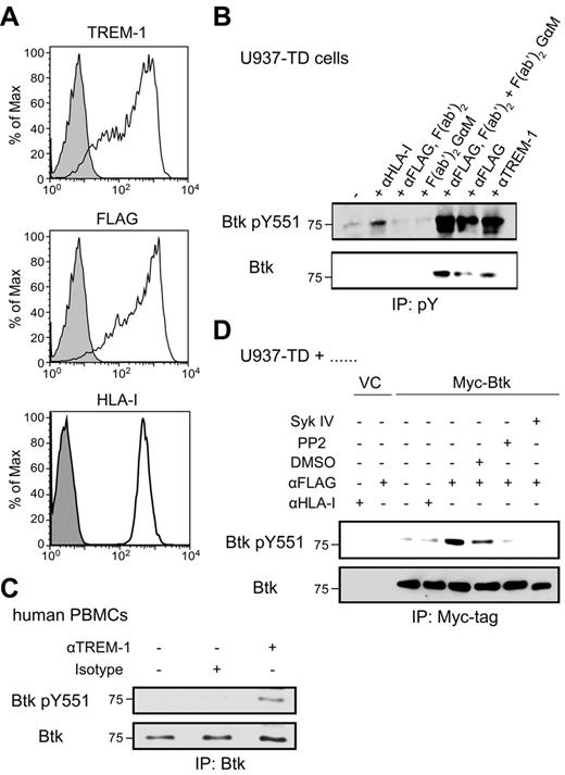 Figure 1. Btk becomes phosphorylated after TREM-1/DAP12 triggering. (A) U937-TD cells were stained with anti–TREM-1, anti-FLAG or anti–HLA-I (open histograms) or isotype-matched control mAbs (filled histograms) followed by staining with goat anti–mouse-PE Abs and analyzed by flow cytometry. (B) U937-TD cells were incubated with the indicated stimuli for 5 minutes at 37°C. pY proteins were immunoprecipitated from postnuclear supernatants using covalently coupled IgG2b-Sepharose followed by anti–pY-Sepharose. Phosphorylation was detected by immunoblotting with anti-Btk pY551 and anti-Btk Abs. (C) Human PBMCs containing 14% TREM-1+ monocytes were incubated with the indicated stimuli for 2 minutes. Btk was immunoprecipitated from postnuclear supernatants using the anti–Btk Ab and Protein A Ultralink Resin. Immunoblotting was performed with anti-Btk pY551 and anti–Btk Abs. (D) U937-TD cells transduced with Myc-tagged Btk were placed in medium alone or in the presence of DMSO or the Src kinase inhibitor, PP2, or the Syk inhibitor IV for 20 minutes at 37°C. Subsequently, cells were incubated with the indicated stimuli for 5 minutes at 37°C. Btk was immunoprecipitated from postnuclear supernatants using the anti–Myc-tag mAb and Protein A Ultralink Resin. Immunoblotting was performed with anti-Btk pY551 and anti-Btk Abs. IP indicates immunoprecipitation; and pY, phosphotyrosine.