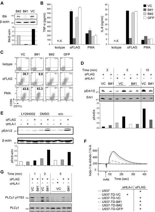 Figure 2. TREM-1 signaling is impaired in Btk knockdown cells. (A) Whole cell lysates of U937-TD–derived cells were analyzed by immunoblotting with anti-Btk and anti–β-actin mAbs. LumiImager signals of Btk and β-actin were quantified and the ratio between Btk and β-actin was calculated. (B-C) U937-TD–derived cells were incubated for 16 (B) or 48 (C) hours with either plate-bound anti-FLAG or isotype-matched control mAbs or PMA. (B) Supernatants were analyzed by ELISA for TNF-α and IL-8. Data are displayed as mean ± SD of at least duplicates of ELISA. (C) Cells were analyzed for expression of the differentiation/activation markers, CD11c and CD86, by flow cytometry. (D) U937-TD–derived cells were incubated with medium alone or with isotype-matched anti-HLA-I or with anti-FLAG mAbs for the indicated time periods. Postnuclear supernatants were analyzed by immunoblotting with anti-pErk1/2 and anti-Erk1 Abs. LumiImager signals were quantified, and the ratio between pErk1/2 and Erk1 was calculated. (E) U937-TD cells were incubated with medium, isotype-matched anti–HLA-I or with anti-FLAG mAbs in the presence or absence (w/o) of LY294002 or DMSO for 5 minutes. Postnuclear supernatants were analyzed by immunoblotting with anti–pErk1/2 and anti–β-actin Abs. Signals were quantified, and the ratio between pErk1/2 and β-actin was calculated. (F) Ca2+ mobilization of the Indo-1 AM-labeled U937-TD–derived cells was analyzed by flow cytometry. Cells were stimulated with mAb at the time point indicated by the arrow. (G) U937-TD–derived cells were stimulated with isotype-matched anti–HLA-I or anti-FLAG mAbs for the indicated time periods. Postnuclear supernatants were analyzed by immunoblotting with anti-PLCγ1 pY783 and anti-PLCγ1 Abs. One representative experiment of 2 (G), of 3 (A-F), of 7 (B), of 5 (C) and of 4 (D) independent experiments is shown. n.d. indicates not detectable.