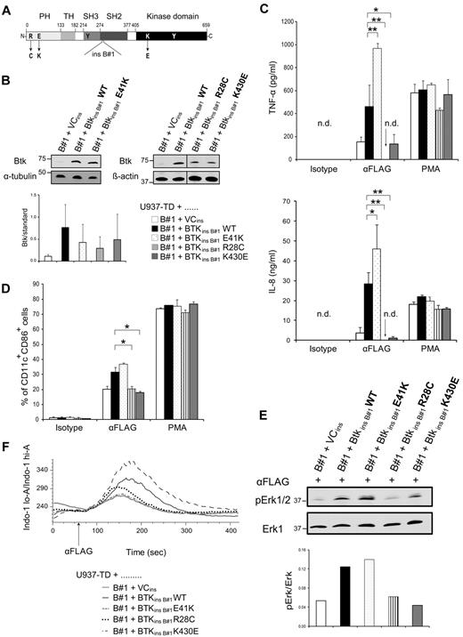 Figure 4. Intact plasma membrane localization and a functional kinase domain of Btk are essential for Btk function after TREM-1 triggering. (A) Schematic illustration of BtkinsB#1 mutants introduced into U937-TD-B#1 cells. (B) Whole cell lysates of U937-TD–derived cells were analyzed by immunoblotting with anti-Btk and anti–β-actin or anti–α-tubulin mAbs. LumiImager signals of the ratio between Btk and the indicated housekeeping protein are displayed as mean ± SD from 7 independent experiments. (C, D) U937-TD–derived cells were incubated with either plate-bound anti–FLAG or isotype-matched control mAbs or PMA. (C) Supernatants were collected after 8 (TNF-α) or 16 (IL-8) hours and cytokine production was analyzed by ELISA. Data are displayed as mean ± SD of at least duplicates of ELISA from duplicate cultures. (D) Expression analysis of CD11c and CD86 after 48 hours by flow cytometry is depicted. Data are displayed as mean ± SD from duplicate cultures. (E) U937-TD derived cells were stimulated with the anti-FLAG mAb for 5 minutes. Postnuclear supernatants were analyzed by immunoblotting with anti–pErk1/2 and anti-Erk1 mAbs. LumiImager signals were quantified, and the ratio between pErk1/2 and Erk1 was calculated. (F) Ca2+ mobilization of Indo-1 AM-labeled U937-TD–derived cells was analyzed by flow cytometry. Cells were stimulated with the anti-FLAG mAb at the time point indicated by the arrow. One representative experiment of 7 (B), of 4 (C,D), of 3 (E) and of 5 (F) independent experiments is shown. *P < .05 and **P < .003 (Student t test).