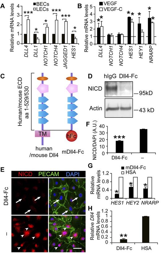 Figure 1. Notch pathway components, the soluble inhibitor of Notch and its effects on the downstream Notch targets in LECs. (A) Comparison of mRNA expression levels of Notch signaling molecules between cultured human BECs and LECs. (B) qRT-PCR analysis of DLL4, NOTCH1, NOTCH4, HES1, HEY1, and NRARP in LECs treated with VEGF (100 ng/mL) or VEGF-C (100 ng/mL) for 1 hour. The dashed line indicates the nontreated control levels, which are taken as 1. (C) Diagram of the domain structures of human and mouse full-length Dll4 and mDll4-Fc. The latter comprises the extracellular domain (ECD) of mDll4 and the Fc domain of human IgG. (D) Western blot analysis of cleaved N1ICD in LECs treated with Dll4-Fc or hIgG (10 μg/mL) overnight. β-actin served as a loading control. (E) Immunofluorescent staining for cleaved N1ICD (red), PECAM-1 (green), and DAPI (blue) of LECs treated with Dll4-Fc (10 μg/mL) overnight or untreated. Arrows indicate diminished N1ICD staining in the nuclei and arrowheads the active N1ICD. Scale bar, 50 μm. (F) Quantification of N1ICD in the nuclei in panel E. (G) qRT-PCR analysis showing inhibition of Notch target gene expression by Dll4-Fc in LECs 24 hours after treatment. (H) qPCR analysis of DLL4 expression in LECs treated with Dll4-Fc– or HSA-conditioned medium for 24 hours. Data represent means ± SEM of at least 3 independent experiments; *P < .05; **P < .01; ***P < .001.