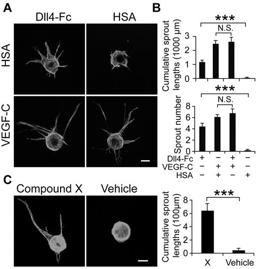 Figure 2. Blockade of Notch signaling results in LEC sprouting. (A) Immunofluorescent PECAM-1 staining of LEC-coated microbeads subjected to Dll4-Fc– or HSA-conditioned medium with or without VEGF-C (100 ng/mL). (B) Quantification of the cumulative sprout lengths and number per bead in the experiment of panel A. (C) PECAM-1 staining of LEC-coated beads treated with the γ-secretase inhibitor Compound X (X, 30mM) or DMSO (vehicle). Scale bars, 100 μm. Data summarized from 2 independent experiments with conditioned media and a third independent experiment with purified Dll4-Fc (20 μg/mL), with similar results (n = 8-15 per group in each experiment) in panel B and 3 independent experiments in panel C. Error bars, SEM; ***P < .001; N.S., not significant.