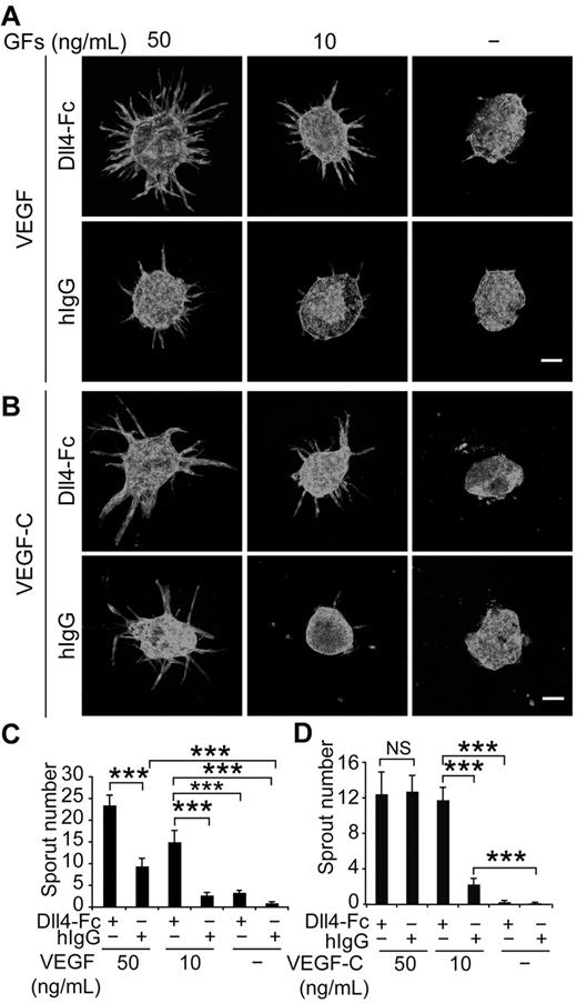 Figure 3. Notch inhibition and VEGF stimulation synergize in lymphatic sprouting in vitro. (A) LEC spheroids were treated with Dll4-Fc (20 μg/mL), VEGF (10 or 50 ng/mL), or their combination as indicated and stained for PECAM-1. Note the synergistic induction of LEC sprouting by Dll4-Fc and VEGF in a dose-dependent manner, as quantified in panel C. GFs indicates growth factors. (B) Similar titration of VEGF-C in the presence or absence of Dll4-Fc (20 μg/mL). (D) Quantification of the sprout number in the experiment shown in panel B. Scale bar, 100 μm. Data represent means ± SEM from 2-3 independent experiments with n = 6-13 per group per experiment; *P < .05; **P < .01; ***P < .001.