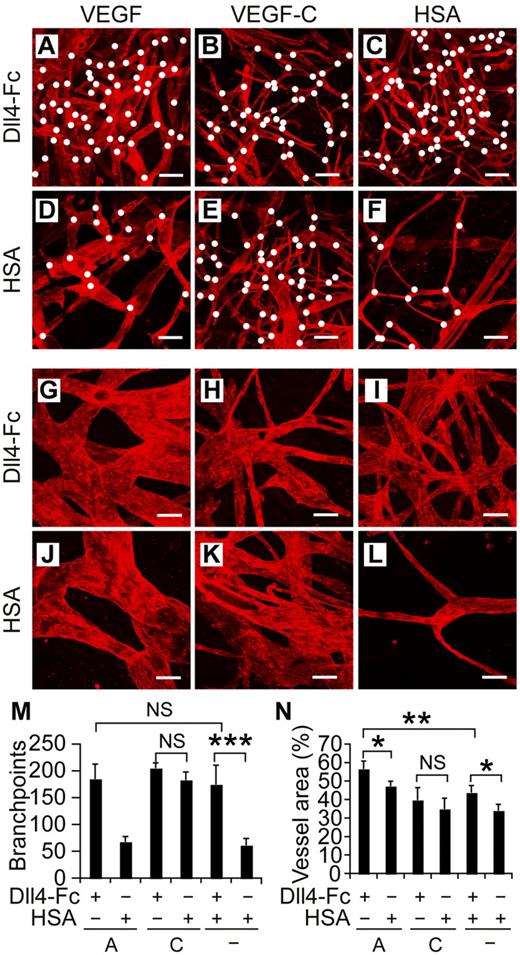 Figure 4. Notch inhibition and VEGF cooperate to induce lymphangiogenesis in vivo. (A-F) Lymphatic vessels of mouse ears were visualized by VEGFR-3 whole-mount staining (red) 2 weeks after transduction with rAAVs encoding the indicated factors. White dots indicate branchpoints. (G-L) Higher magnifications of panels A through F. Note the increased branching and circumferential hyperplasia of lymphatic vessels in the VEGF and Dll4-Fc combination shown in panels A and G. Scale bars indicate 200 μm (A-F) and 50 μm (G-L). Quantification of the branchpoints (M), as indicated by the white dots in panels A through F, and vessel area (N) per microscopic field. A indicates VEGF; C, VEGF-C, and HSA, human serum albumin. Shown are means ± SEM summarized from 2 independent experiments with n = 4-6 per group per experiment; *P < .05; **P < .01; ***P < .001.