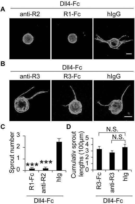 Figure 5. Involvement of VEGFR-2 and VEGFR-3 in the lymphatic sprouting induced by Notch inhibition in vitro. (A-B) LEC-coated beads were treated with a blocking Ab against VEGFR-2 (5 μg/mL) or VEGFR-3 (10 μg/mL), a soluble VEGFR-1-Fc (5 μg/mL) or VEGFR3-Fc (5 μg/mL) or control hIgG, in the presence of Dll4-Fc (20 μg/mL) and stained for PECAM-1. Scale bars, 100 μm. (C-D) Quantification of the sprouting in panels A and B. anti-R2 indicates anti–VEGFR-2; anti-R3, anti-VEGFR-3; R1-Fc, VEGFR-1-Fc; and R3-Fc, VEGFR-3-Fc. Results represent means ± SEM summarized from 2 independent experiments with n = 6-12 per group per experiment; ***P < .001 compared with the last bar in panel C.